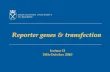 Reporter genes & transfection