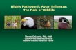 Highly Pathogenic Avian Influenza: The Role of Wildlife