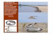 INTERIOR LEAST TERN AND PIPING PLOVER POLICY REVIEW
