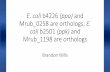 E. coli b4226 and Mrub 0258 are orthologous; E. coli b2501 ...