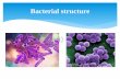 Bacterial structure, morphology and classification