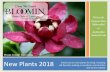 New Plants 2018 - Denny McKeown's Bloomin Garden Centre