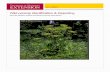 Wild parsnip Identification & Reporting