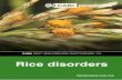 Rice disorders - Plantwise Plus