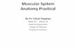 Muscular System Anatomy Practical - WordPress.com