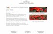 Family Tree Nursery Bossa Nova Red Shades Begonia