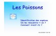 Diaporama Poissons #2