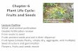 Chapter6( PlantLifeCycle: Fruits(and(Seeds(