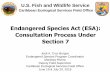 Endangered Species Act Consultation Process Under Section 7