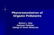 Phytoremediation of Organic Pollutants