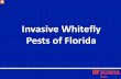 Invasive Whitefly Pests of Florida