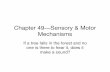 Chapter 49—Sensory & Motor Mechanisms