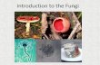 Introduction to the Fungi - David Bogler