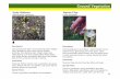 Flora ID Booklet Groundcovers J W.ppt - pdfMachine from ...