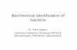 Biochemical identifcation of bacteria - KSU