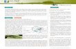 Broca-do-freixo: Agrilus planipennis