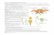 Chap 2 - SEXUAL REPRODUCTION IN PLANTS