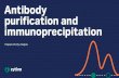 Antibody purification and immunoprecipitation