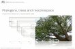Phylogeny, trees and morphospace - GEOL G562