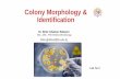 Colony Morphology & Identification - Lecture Notes