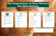 The Importance of Your Horse’s Gut Microbiome