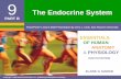 The Endocrine System - psd202.org
