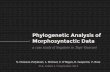 Morphosyntactic Data Phylogenetic Analysis of