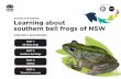 Learning about Southern bell frogs of NSW