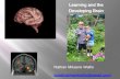 Learning and the Developing Brain