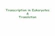 Transcription in Eukaryotes Translation