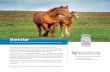 An immunotherapeutic for treating endometritis in mares.