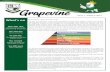 Grapevine - valentine-p.schools.nsw.gov.au