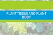 PLANT TISSUE AND PLANT BODY
