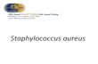 Staphylococcus aureus - BVIKM
