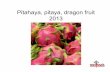 Pitahaya, pitaya, dragon fruit 2013