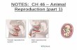 NOTES: CH 46 Animal Reproduction (part 1)