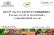GENETICA DEL CACAO EN HONDURAS: Evaluación de la ...