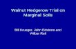 Walnut Hedgerow Trial - UCANR