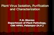 Plant Virus Isolation, Purification and Characterization
