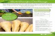 How to Grow Your Own Parsnips - David Domoney