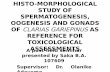 Spermatogenesis and Oogenesis of Clarias gariepinus: A ...