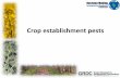 Crop establishment pests - IPM Guidelines For Grains