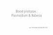 Blood protozoa : Plasmodium & Babesia