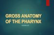 GROSS ANATOMY OF THE PHARYNX