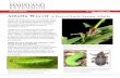 Alfalfa Weevil - UMD