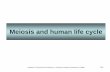 Meiosis and human life cycle - Minia