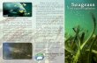 Seagrass Facts - Save the Manatee Club