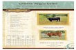 Lowline Angus attle - Springs Cattle Farm