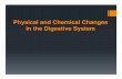 Physical and Chemical Changes in the Digestive System Notes - 2011