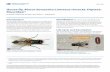House fly, Musca domestica Linnaeus - University of Florida